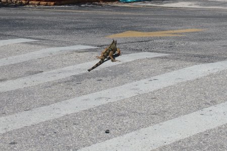 Miami en de Florida Keys